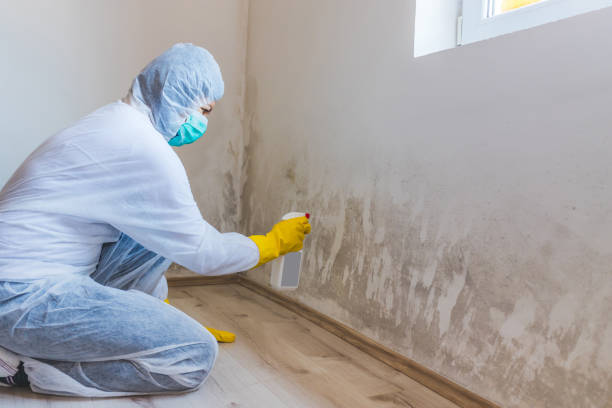 Licensed Mold Remediation service in Lakewood, IL - WQB Mold Removal